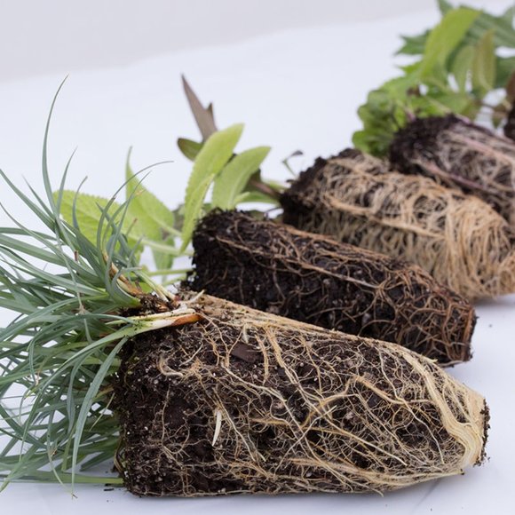 5 Live Perennial Sedum SunSparkler® 'Firecracker' Stonecrop Plants Flowers - Picture 5 of 7